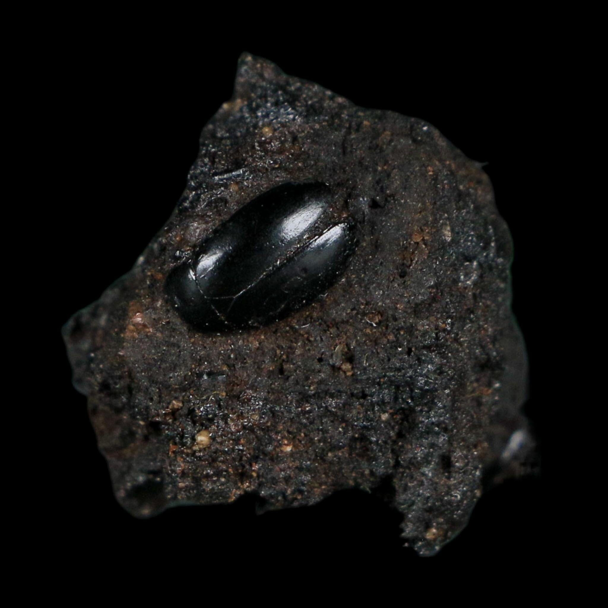 0.3" Fossil Tropisternus Sp Beetle Encapsulated In Solidified Tar Pleistocene Age