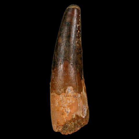 XL 3.6" Spinosaurus Fossil Tooth 100 Million Years Old Cretaceous Dinosaur COA - Fossil Age Minerals