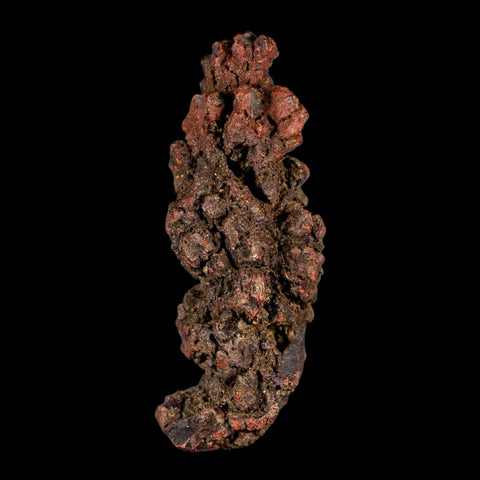 3.1" Prehistoric Coprolite Fossil Specimen Poop Dung Miocene Madagascar - Fossil Age Minerals