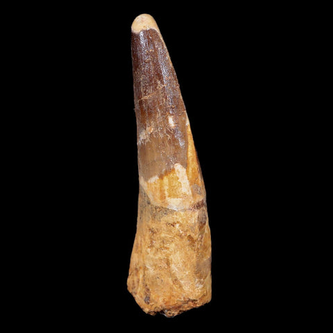 XL 3.7" Spinosaurus Fossil Tooth 100 Mil Yrs Old Cretaceous Dinosaur COA & Stand - Fossil Age Minerals