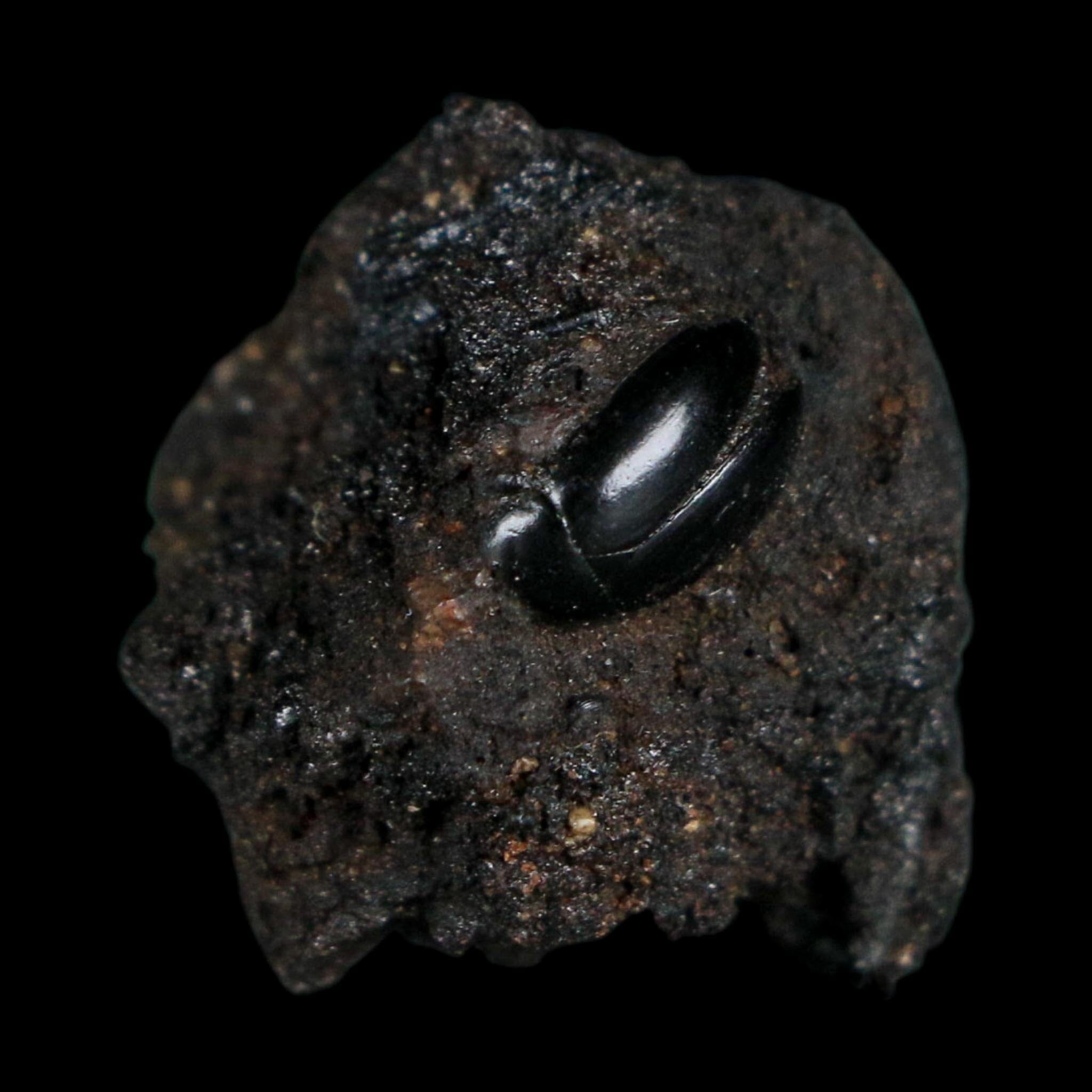 0.3" Fossil Tropisternus Sp Beetle Encapsulated In Solidified Tar Pleistocene Age