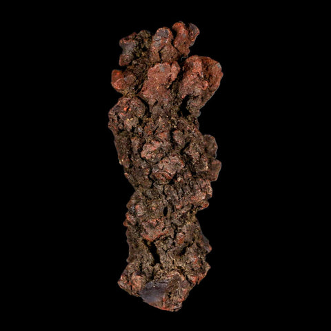 3.1" Prehistoric Coprolite Fossil Specimen Poop Dung Miocene Madagascar - Fossil Age Minerals