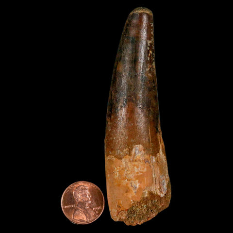 XL 3.6" Spinosaurus Fossil Tooth 100 Million Years Old Cretaceous Dinosaur COA - Fossil Age Minerals