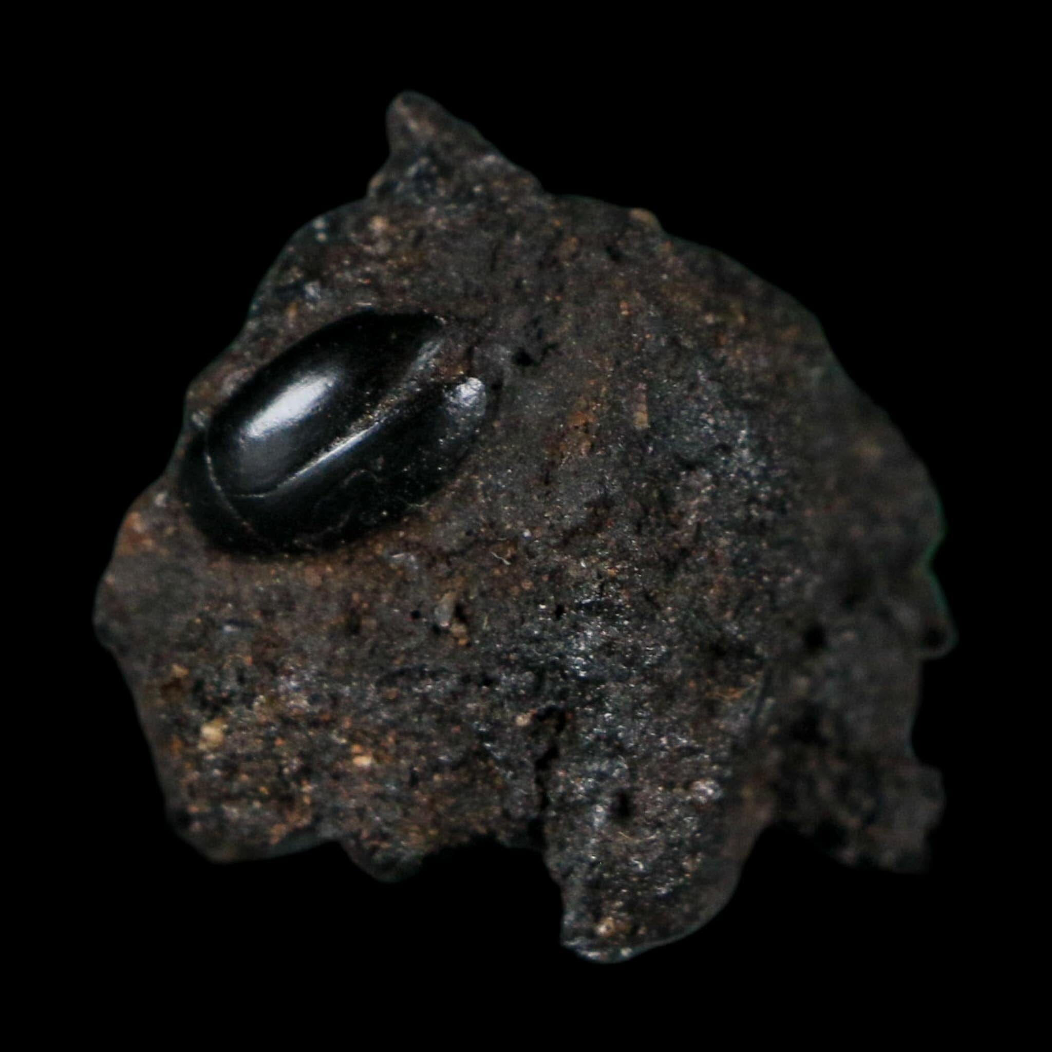 0.3" Fossil Tropisternus Sp Beetle Encapsulated In Solidified Tar Pleistocene Age