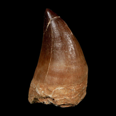 XL 2.2" Mosasaur Prognathodon Fossil Tooth Cretaceous Dinosaur Era COA, Stand