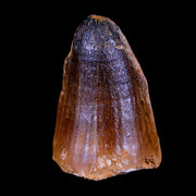XL 2.1" Mosasaur Curri Fossil Tooth Cretaceous Dinosaur Era COA, Stand