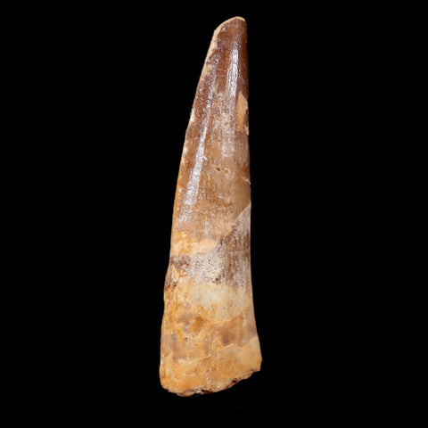 XL 3.7" Spinosaurus Fossil Tooth 100 Mil Yrs Old Cretaceous Dinosaur COA & Stand - Fossil Age Minerals