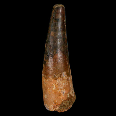XL 3.6" Spinosaurus Fossil Tooth 100 Million Years Old Cretaceous Dinosaur COA - Fossil Age Minerals