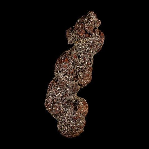 3.3" Prehistoric Coprolite Fossil Specimen Poop Dung Miocene Madagascar - Fossil Age Minerals