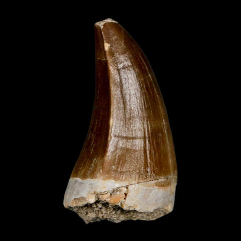 XL 2" Mosasaur Prognathodon Fossil Tooth Cretaceous Dinosaur Era COA & Stand