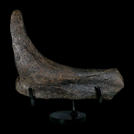 6.1" Hypacrosaurus Dinosaur Fossil Rib Bone Two Medicine FM Montana COA Stand