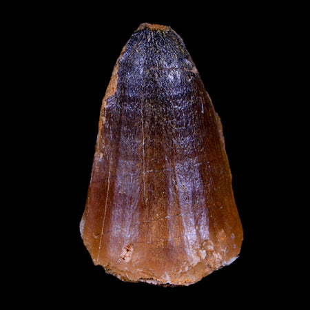XL 2.1" Mosasaur Curri Fossil Tooth Cretaceous Dinosaur Era COA, Stand