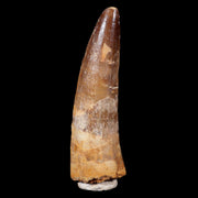XL 3.7" Spinosaurus Fossil Tooth 100 Mil Yrs Old Cretaceous Dinosaur COA & Stand
