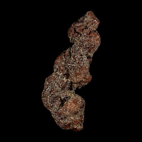 3.3" Prehistoric Coprolite Fossil Specimen Poop Dung Miocene Madagascar - Fossil Age Minerals