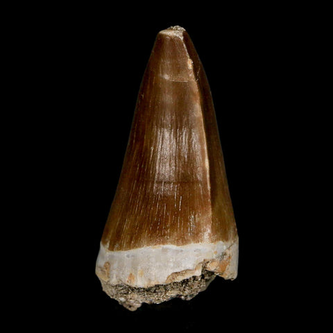 XL 2" Mosasaur Prognathodon Fossil Tooth Cretaceous Dinosaur Era COA & Stand