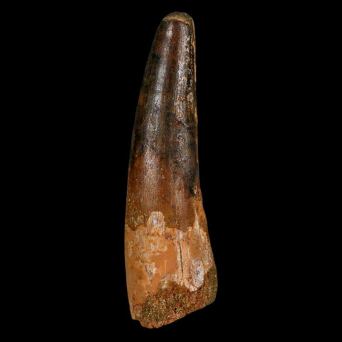 XL 3.6" Spinosaurus Fossil Tooth 100 Million Years Old Cretaceous Dinosaur COA - Fossil Age Minerals