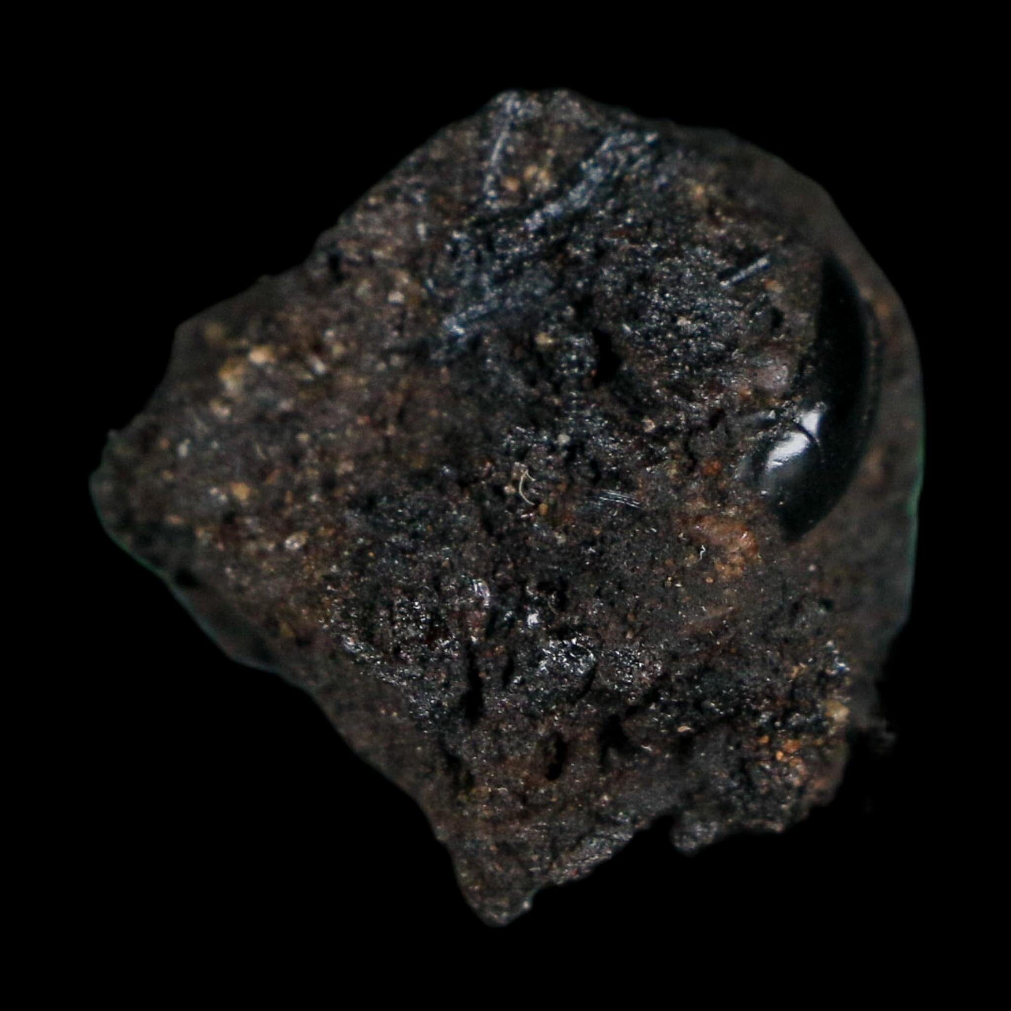 0.3" Fossil Tropisternus Sp Beetle Encapsulated In Solidified Tar Pleistocene Age