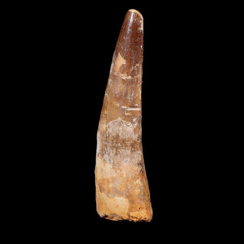 XL 3.7" Spinosaurus Fossil Tooth 100 Mil Yrs Old Cretaceous Dinosaur COA & Stand - Fossil Age Minerals