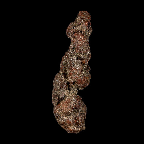 3.3" Prehistoric Coprolite Fossil Specimen Poop Dung Miocene Madagascar - Fossil Age Minerals
