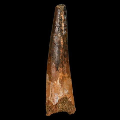 XL 3.6" Spinosaurus Fossil Tooth 100 Million Years Old Cretaceous Dinosaur COA - Fossil Age Minerals