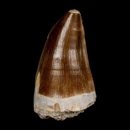 XL 2" Mosasaur Prognathodon Fossil Tooth Cretaceous Dinosaur Era COA & Stand