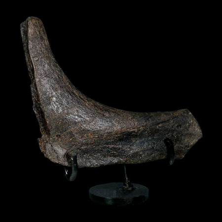 6.1" Hypacrosaurus Dinosaur Fossil Rib Bone Two Medicine FM Montana COA Stand