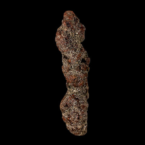 3.3" Prehistoric Coprolite Fossil Specimen Poop Dung Miocene Madagascar - Fossil Age Minerals