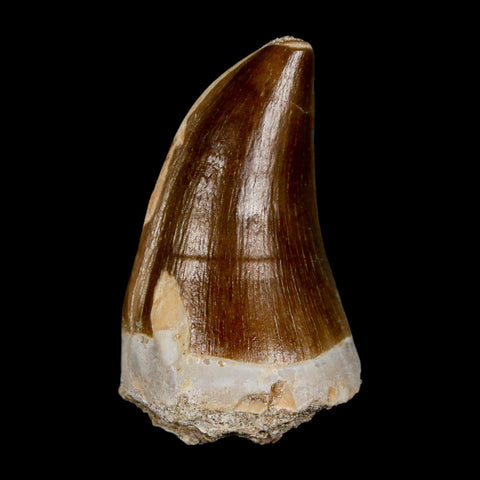 XL 2" Mosasaur Prognathodon Fossil Tooth Cretaceous Dinosaur Era COA & Stand