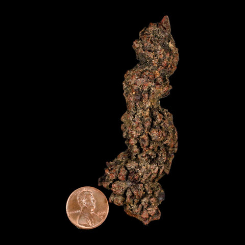 3.6" Prehistoric Coprolite Fossil Specimen Poop Dung Miocene Madagascar - Fossil Age Minerals