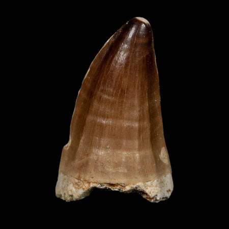 XL 2.4" Mosasaur Prognathodon Fossil Tooth Cretaceous Dinosaur Era COA, Stand