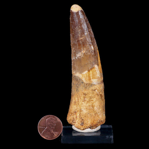 XL 3.7" Spinosaurus Fossil Tooth 100 Mil Yrs Old Cretaceous Dinosaur COA & Stand - Fossil Age Minerals