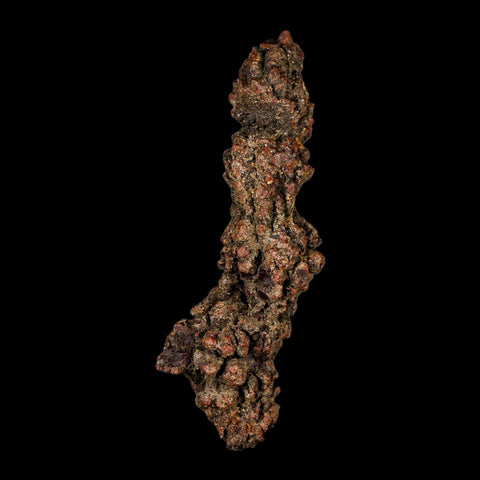 3.6" Prehistoric Coprolite Fossil Specimen Poop Dung Miocene Madagascar - Fossil Age Minerals