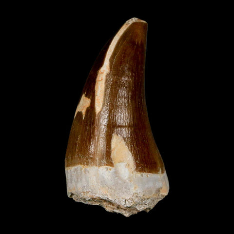 XL 2" Mosasaur Prognathodon Fossil Tooth Cretaceous Dinosaur Era COA & Stand