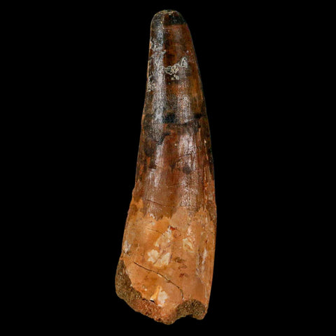 XL 3.6" Spinosaurus Fossil Tooth 100 Million Years Old Cretaceous Dinosaur COA - Fossil Age Minerals