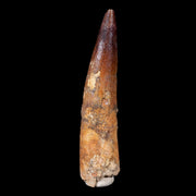XL 3.9" Spinosaurus Fossil Tooth 100 Mil Yrs Old Cretaceous Dinosaur COA & Stand