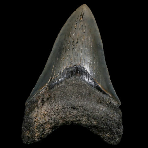 3.3" Quality Megalodon Shark Tooth Serrated Fossil Natural Miocene Age COA - Fossil Age Minerals