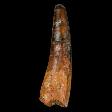 XL 3.6" Spinosaurus Fossil Tooth 100 Million Years Old Cretaceous Dinosaur COA - Fossil Age Minerals