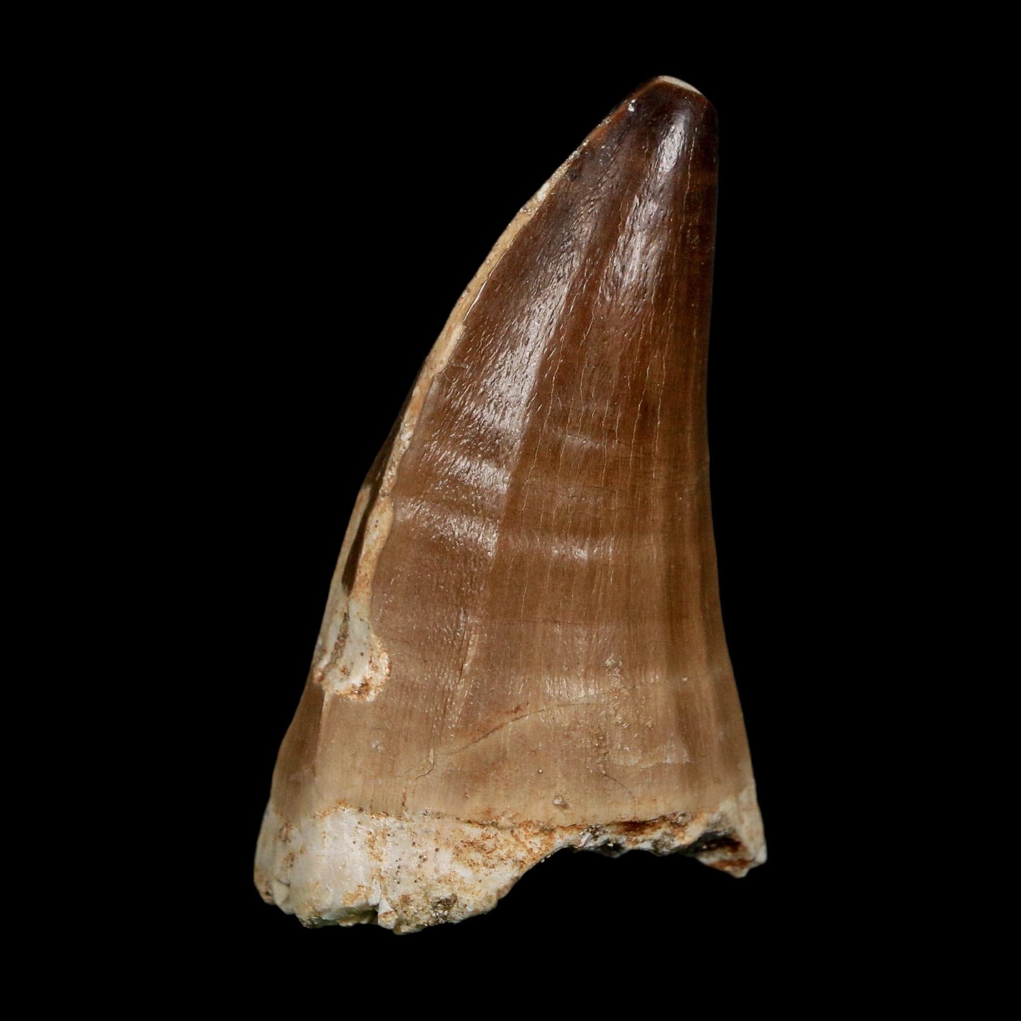 XL 2.4" Mosasaur Prognathodon Fossil Tooth Cretaceous Dinosaur Era COA, Stand - Fossil Age Minerals