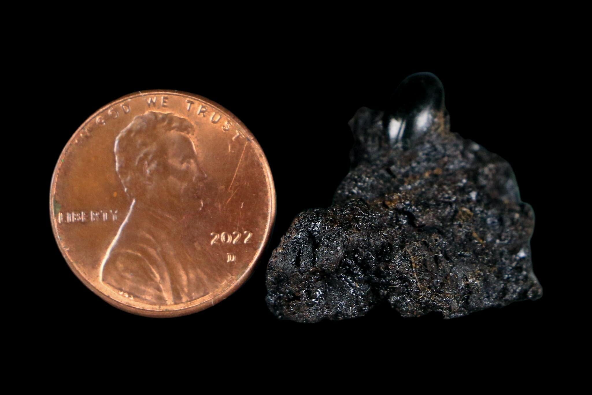 0.3" Fossil Tropisternus Sp Beetle Encapsulated In Solidified Tar Pleistocene Age