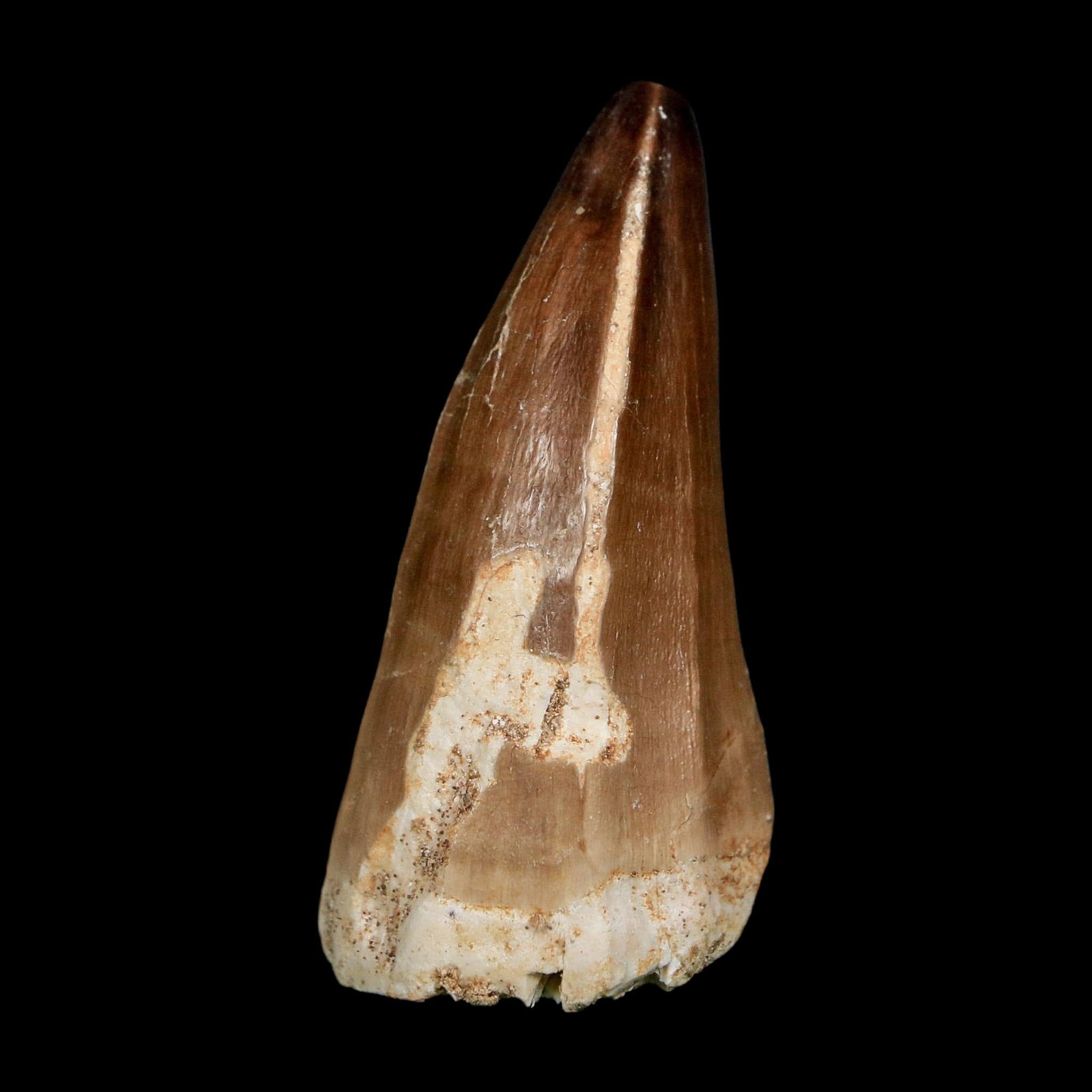 XL 2.4" Mosasaur Prognathodon Fossil Tooth Cretaceous Dinosaur Era COA, Stand - Fossil Age Minerals