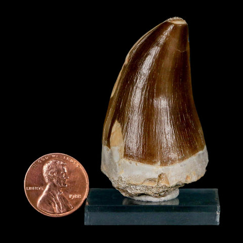 XL 2" Mosasaur Prognathodon Fossil Tooth Cretaceous Dinosaur Era COA & Stand