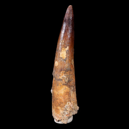 XL 3.9" Spinosaurus Fossil Tooth 100 Mil Yrs Old Cretaceous Dinosaur COA & Stand