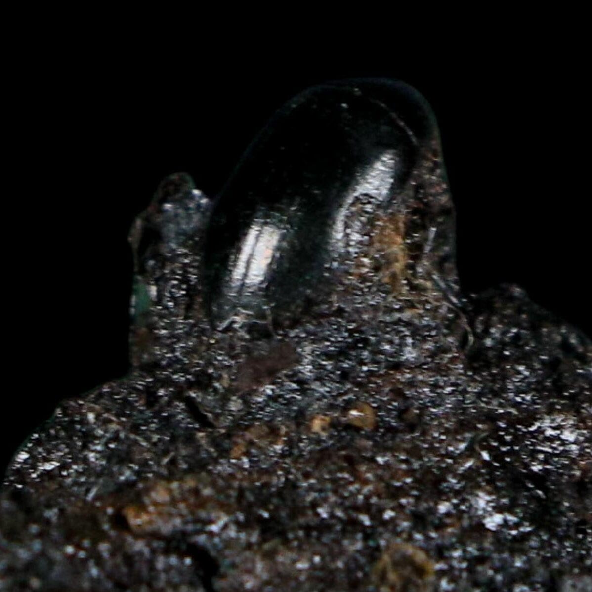 0.3" Fossil Tropisternus Sp Beetle Encapsulated In Solidified Tar Pleistocene Age