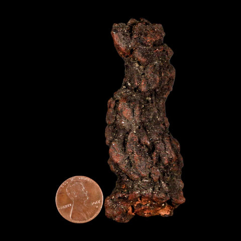 3.3" Prehistoric Coprolite Fossil Specimen Poop Dung Miocene Madagascar - Fossil Age Minerals