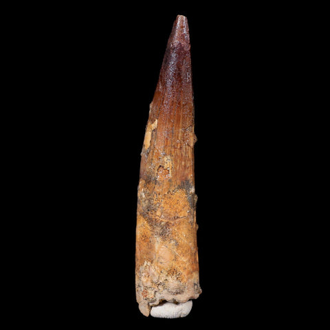 XL 3.9" Spinosaurus Fossil Tooth 100 Mil Yrs Old Cretaceous Dinosaur COA & Stand - Fossil Age Minerals