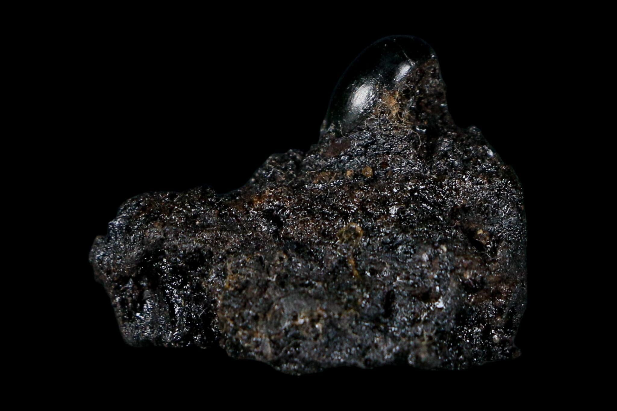 0.3" Fossil Tropisternus Sp Beetle Encapsulated In Solidified Tar Pleistocene Age