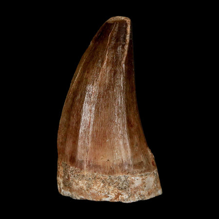 XL 2" Mosasaur Prognathodon Fossil Tooth Cretaceous Dinosaur Era COA & Stand