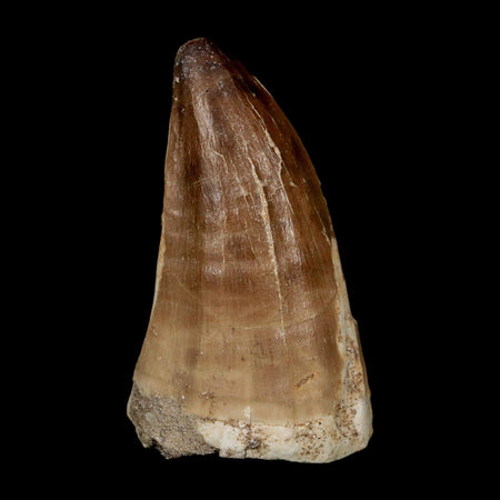 XL 2.4" Mosasaur Prognathodon Fossil Tooth Cretaceous Dinosaur Era COA, Stand