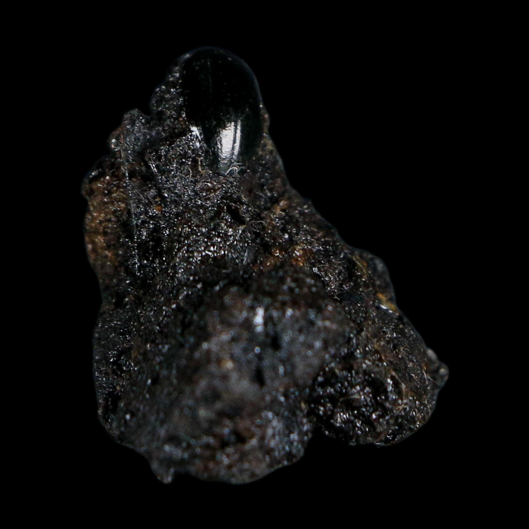0.3" Fossil Tropisternus Sp Beetle Encapsulated In Solidified Tar Pleistocene Age