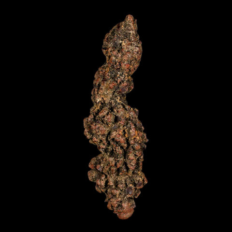 3.6" Prehistoric Coprolite Fossil Specimen Poop Dung Miocene Madagascar - Fossil Age Minerals